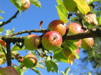 Superfood: The Many Health Benefits of Apples (Plus Apple Trivia and Recipes!) Superfood: The Many Health Benefits of Apples (Plus Apple Trivia and Recipes!)