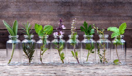 Single Essential Oil Profiles Benefits Indications