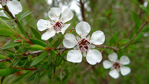 6692403213 50ef292eae tea tree