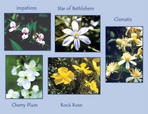 FiveFlowerRescue 300x230 1