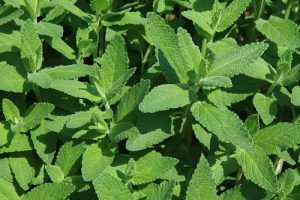 catnip