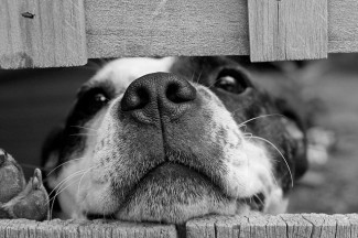 ee34b40a2cf11c3e81584d04ee44408be273e6dc1cb1154490f4 640 dogs 325x216 1