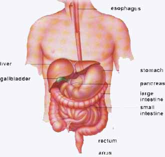 Terrific Tips For Managing IBS Terrific Tips For Managing IBS